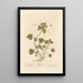 Archangélique Red Painting - Elizabeth Blackwell — framed artwork on a wall
