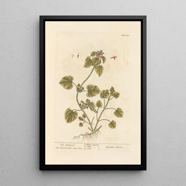 Archangélique Red Painting - Elizabeth Blackwell — framed artwork on a wall