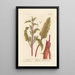 Betterave rouge - Elizabeth Blackwell — framed artwork on a wall