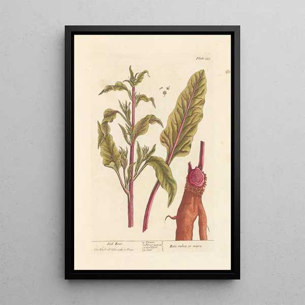 Betterave rouge - Elizabeth Blackwell — framed artwork on a wall