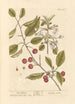 Cherry Red Painting - Elizabeth Blackwell — artwork view