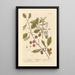 Cherry Red Painting - Elizabeth Blackwell — framed artwork on a wall