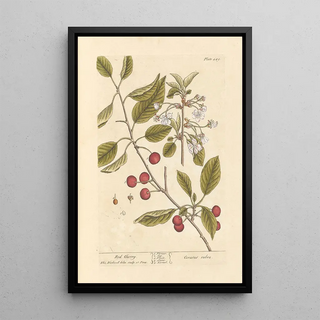 Elizabeth Blackwell - Red cherry.webp