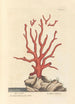 Coral Red Painting - Elizabeth Blackwell — artwork view