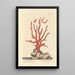 Coral Red Painting - Elizabeth Blackwell — framed artwork on a wall