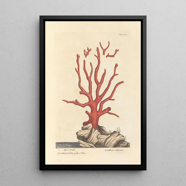 Coral Red Painting - Elizabeth Blackwell — framed artwork on a wall