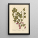Red Currants Painting - Elizabeth Blackwell — framed artwork on a wall