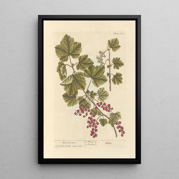 Red Currants Painting - Elizabeth Blackwell — framed artwork on a wall