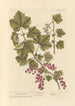 Red Currants Painting - Elizabeth Blackwell — artwork view
