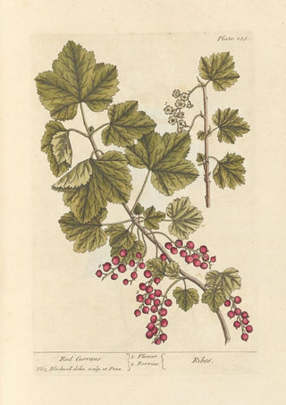 Red Currants Painting - Elizabeth Blackwell — artwork view
