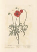 Poppy - Elizabeth Blackwell — artwork view