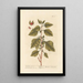 Winter Cherries Painting - Elizabeth Blackwell — framed artwork on a wall