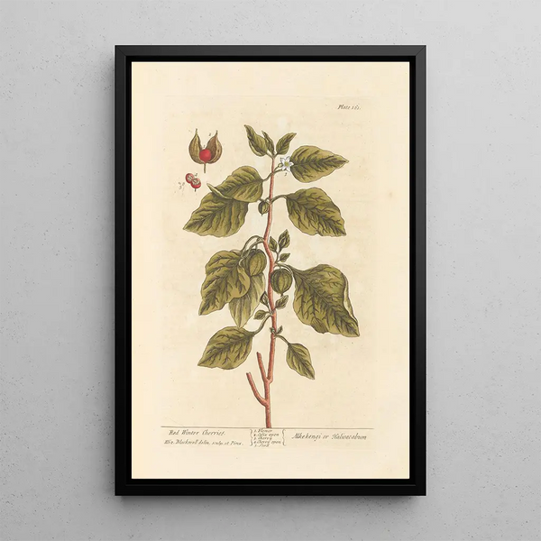 Winter Cherries Painting - Elizabeth Blackwell — framed artwork on a wall