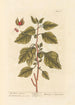 Winter Cherries Painting - Elizabeth Blackwell — artwork view