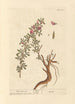 Bugrane - Elizabeth Blackwell — artwork view
