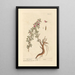 Bugrane - Elizabeth Blackwell — framed artwork on a wall