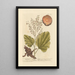 Rhapontic Painting - Elizabeth Blackwell — framed artwork on a wall