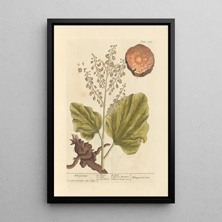Rhapontic Painting - Elizabeth Blackwell — framed artwork on a wall