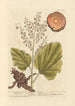 Rhapontic Painting - Elizabeth Blackwell — artwork view