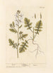 Roquette - Elizabeth Blackwell — artwork view