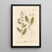 Roquette - Elizabeth Blackwell — framed artwork on a wall