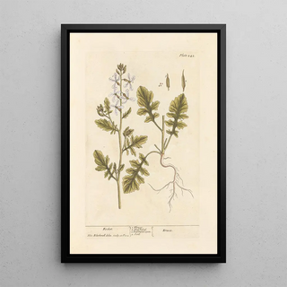 Roquette - Elizabeth Blackwell — framed artwork on a wall