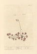 Rosa solis - Elizabeth Blackwell — artwork view