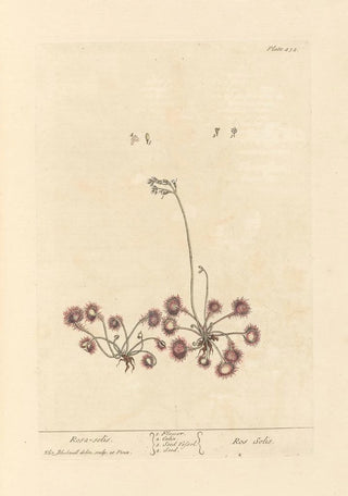 Rosa solis - Elizabeth Blackwell — artwork view