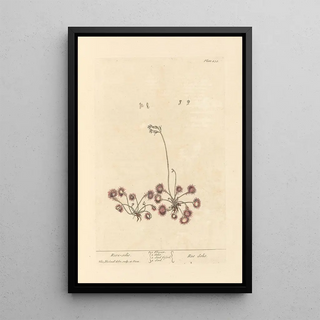 Rosa solis - Elizabeth Blackwell — framed artwork on a wall