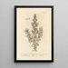 Rosemary Painting - Elizabeth Blackwell — framed artwork on a wall