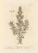 Rosemary Painting - Elizabeth Blackwell — artwork view