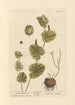 Round Aristolochia Painting - Elizabeth Blackwell — artwork view