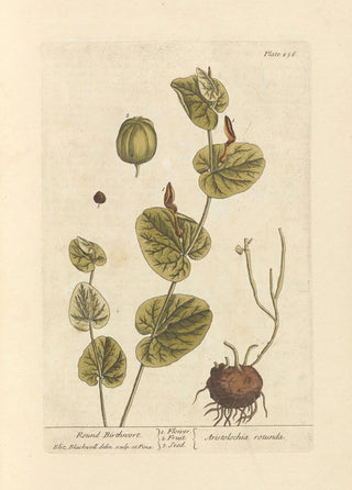 Elizabeth Blackwell - Round birthwort.webp