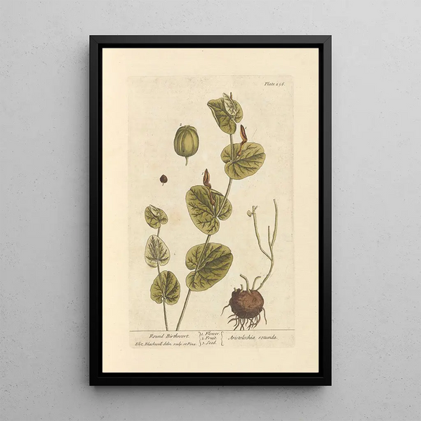 Round Aristolochia Painting - Elizabeth Blackwell — framed artwork on a wall