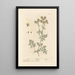 Rue - Elizabeth Blackwell — framed artwork on a wall