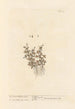 Rueleaved whitlon grass - Elizabeth Blackwell — artwork view
