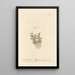 Rueleaved whitlon grass - Elizabeth Blackwell — framed artwork on a wall