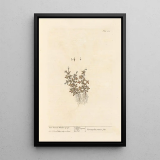 Rueleaved whitlon grass - Elizabeth Blackwell — framed artwork on a wall