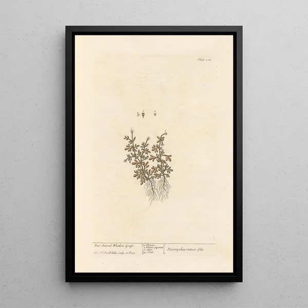 Rueleaved whitlon grass - Elizabeth Blackwell — framed artwork on a wall