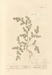Herbe à la rupture - Elizabeth Blackwell — artwork view