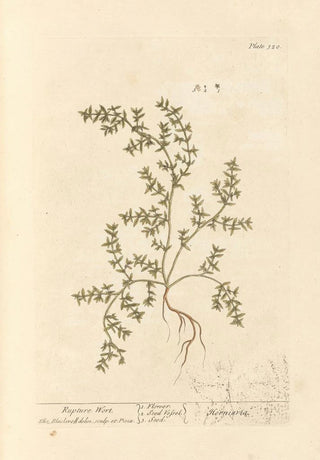 Herbe à la rupture - Elizabeth Blackwell — artwork view