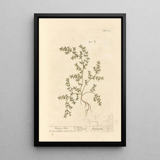 Herbe à la rupture - Elizabeth Blackwell — framed artwork on a wall
