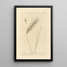 Rye - Elizabeth Blackwell — framed artwork on a wall