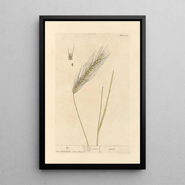 Rye - Elizabeth Blackwell — framed artwork on a wall