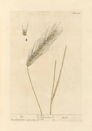Rye - Elizabeth Blackwell — artwork view