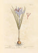 Saffron - Elizabeth Blackwell — artwork view