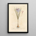 Saffron - Elizabeth Blackwell — framed artwork on a wall
