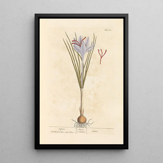 Saffron - Elizabeth Blackwell — framed artwork on a wall