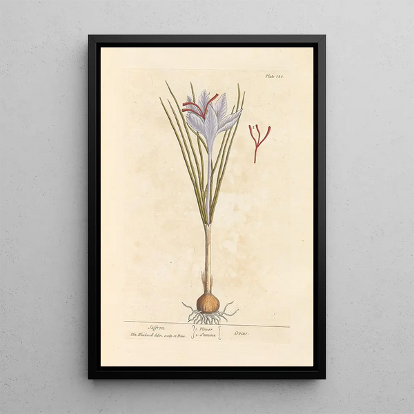 Saffron - Elizabeth Blackwell — framed artwork on a wall