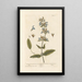 Sage - Elizabeth Blackwell — framed artwork on a wall